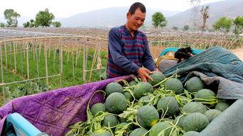 近年吃瓜,2023年度娱乐圈“瓜田”盛景大盘点