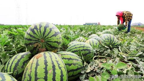 什么叫吃瓜问题,网络舆论场中的围观与参与