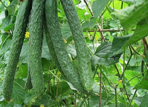 她每天吃瓜,她的一天