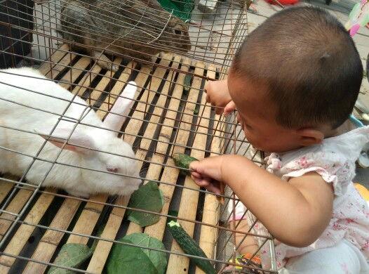 小兔兔吃瓜,小兔兔的甜蜜瓜果时光