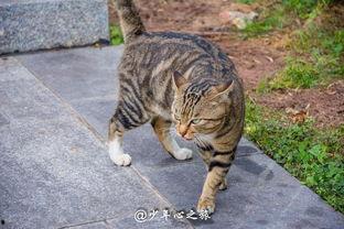 吃瓜群众动物打架,一场吃瓜群众的观战记