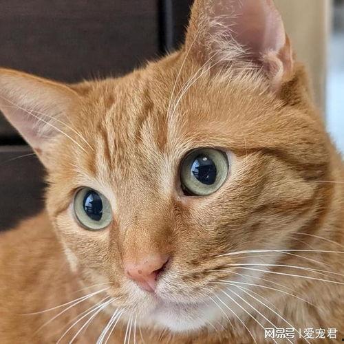 猫咪头吃瓜头像,猫咪版“吃瓜群众”萌态十足