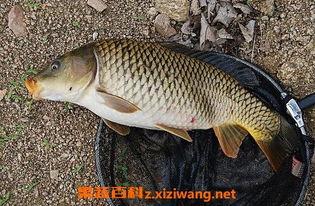 草鱼吃瓜亭鲤鱼吃嘛