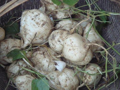 吃瓜达人打架,一场别开生面的“瓜界”大战