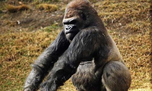 吃瓜卖货像猿猴,猿猴般灵活的电商新玩法