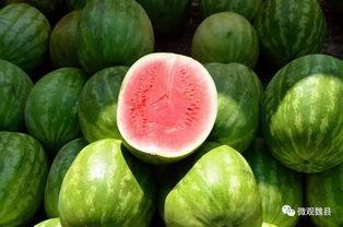 魏县水城吃瓜,夏日消暑吃瓜，畅享清凉时光